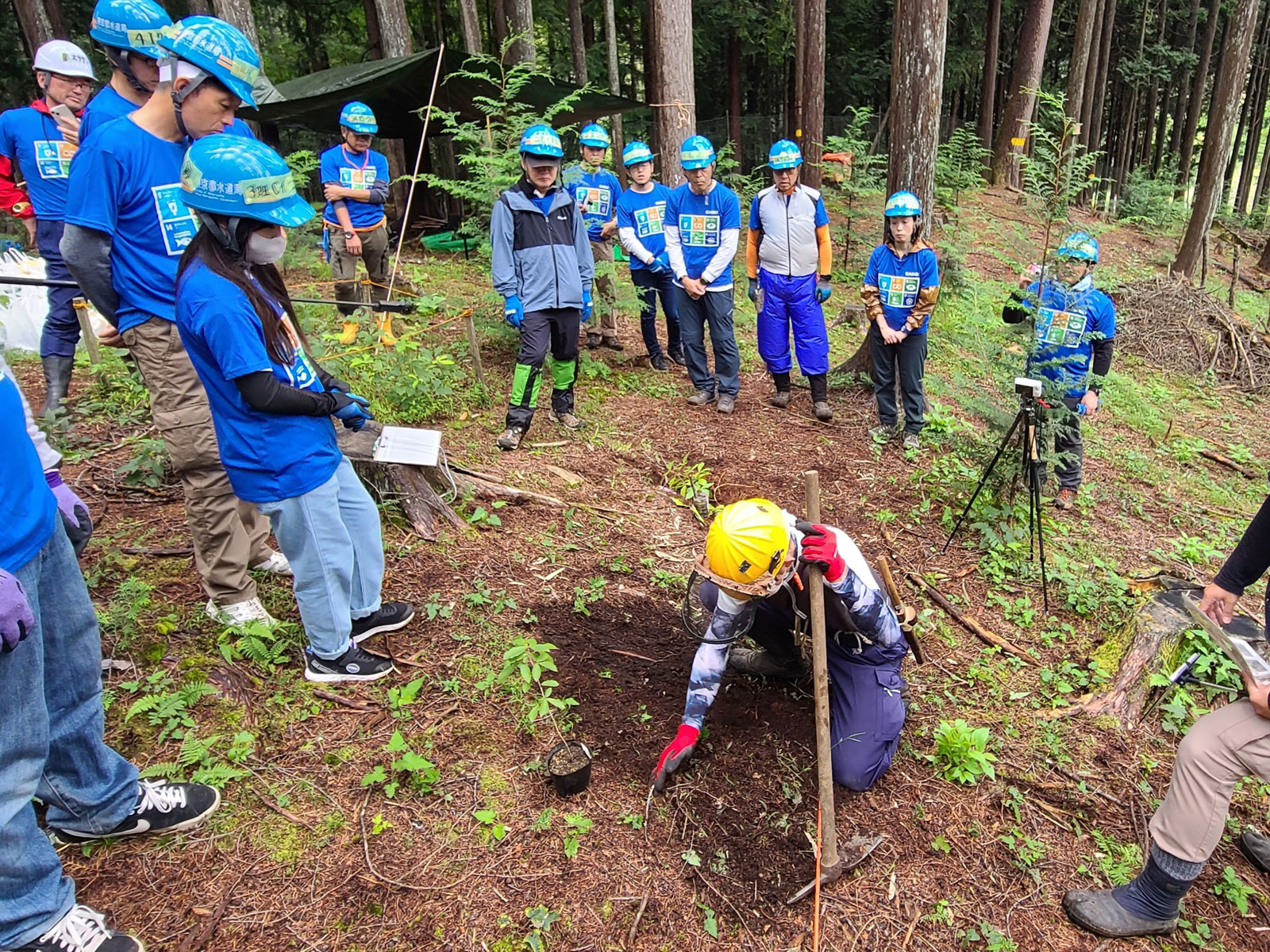 補植をおこなう社員有志の画像