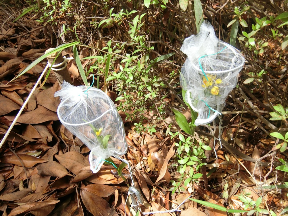 播種未実施地点からのキンラン新個体画像