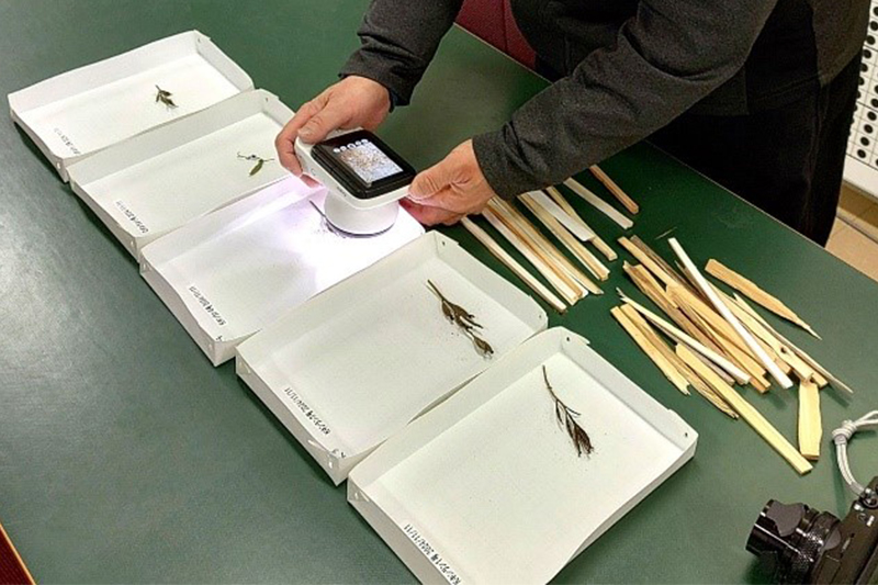 種子スティック製作の様子