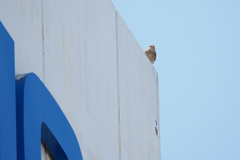 2025年　チョウゲンボウ