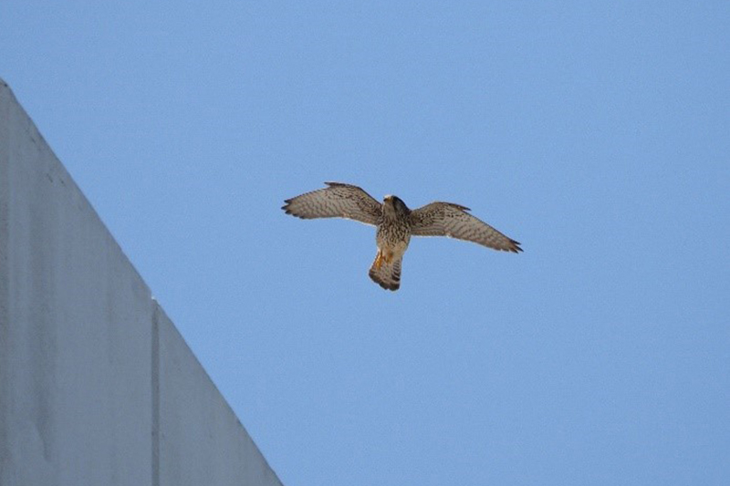 2025年　チョウゲンボウ