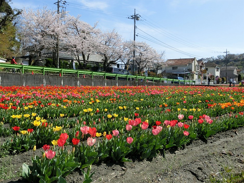 チューリップ・大賀ハスの里親