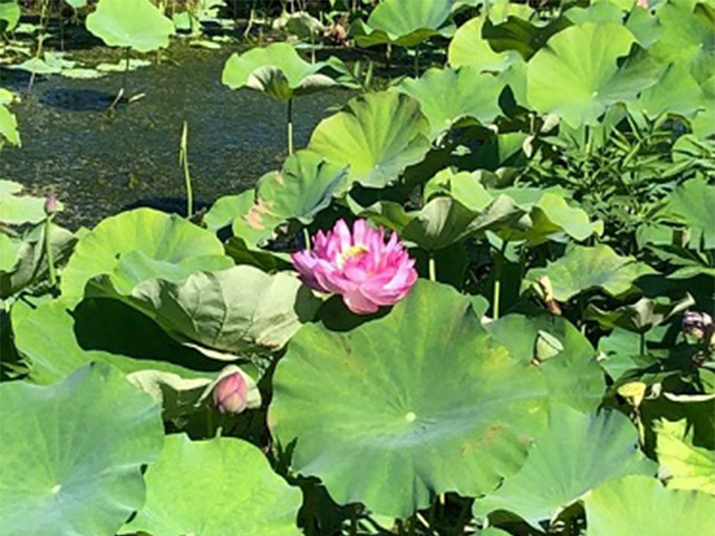 チューリップ・大賀ハスの里親