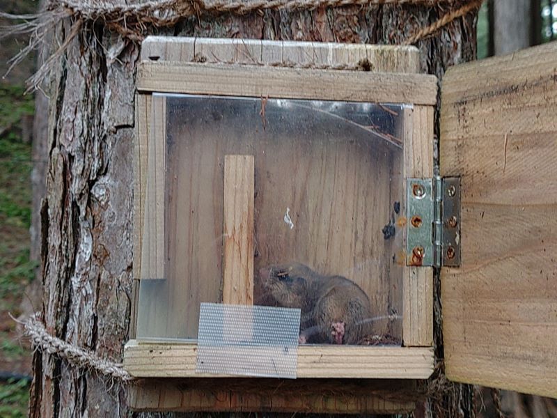 ヤマネ用巣箱の写真