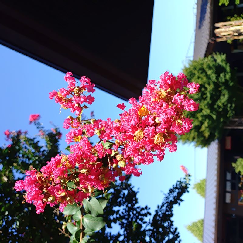 会場に咲く花の写真