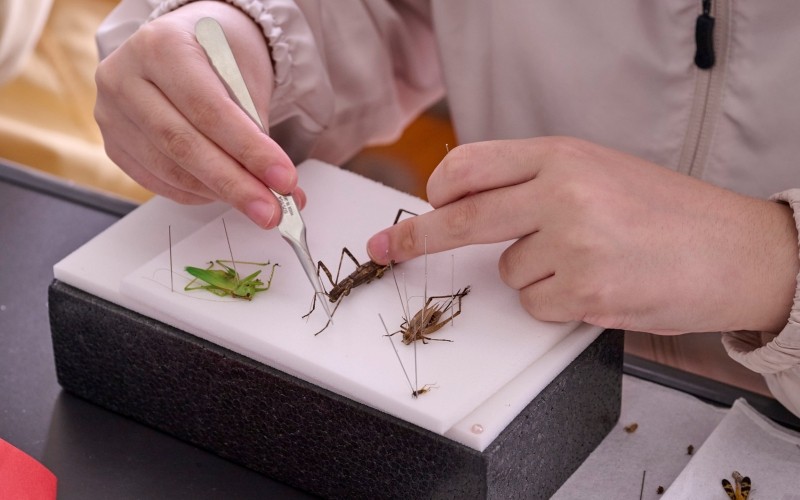 標本を作る様子