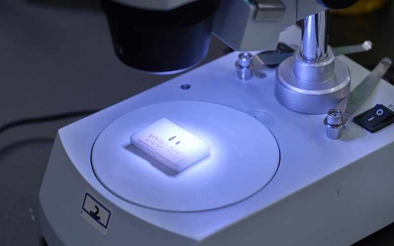 顕微鏡で確認する様子