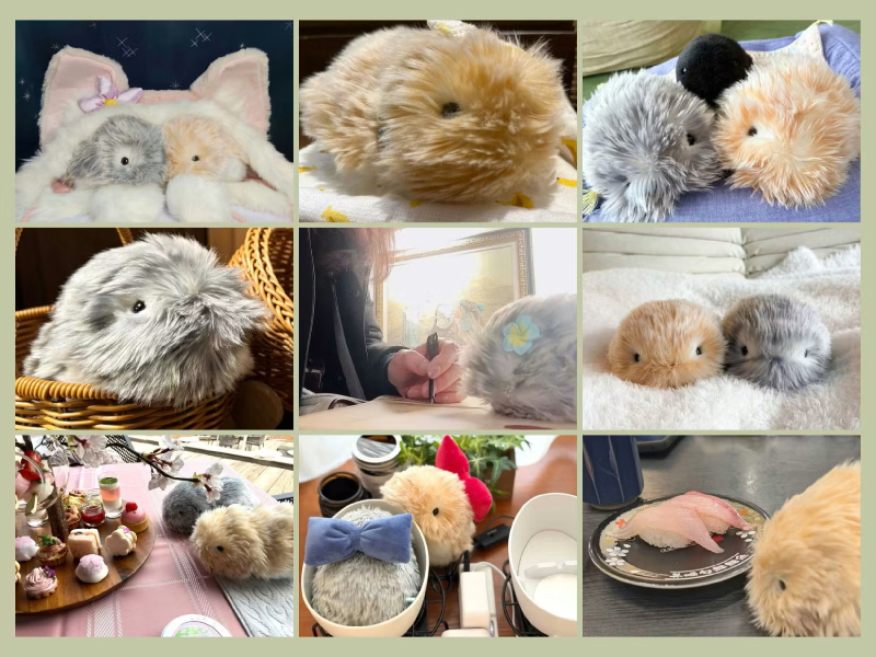 フォトコンテスト参加者の作品画像