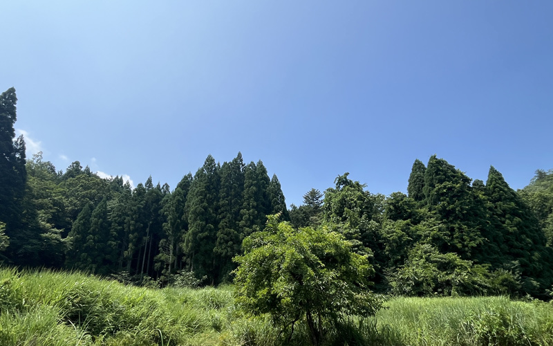 保全エリアの景色